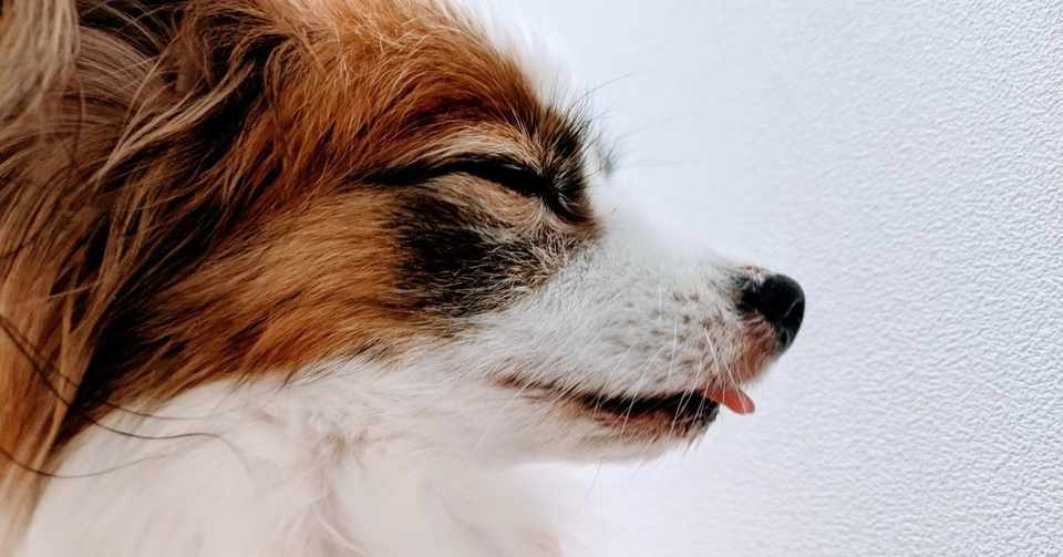 犬を撫でた 犬は目を細めた それだけ 日記 K2 Note