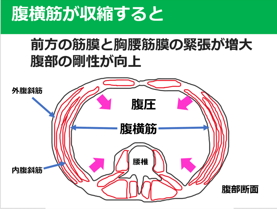 腹横筋 知っておくべき3つの事 Y K Note 腹横筋 知っておくべき3つの事 Y K Note