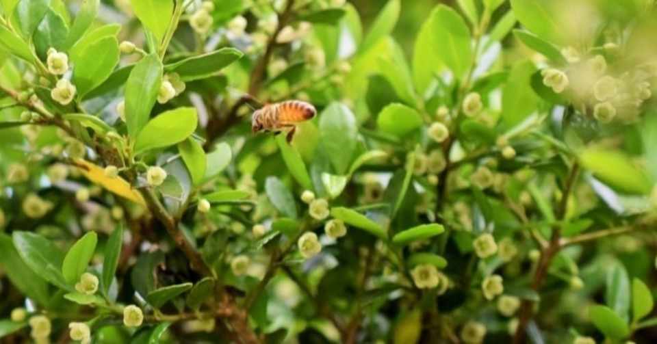 週末投稿 つれづれ有用植物 48 ツゲ科ツゲ属 ツゲ Pingubanana Note