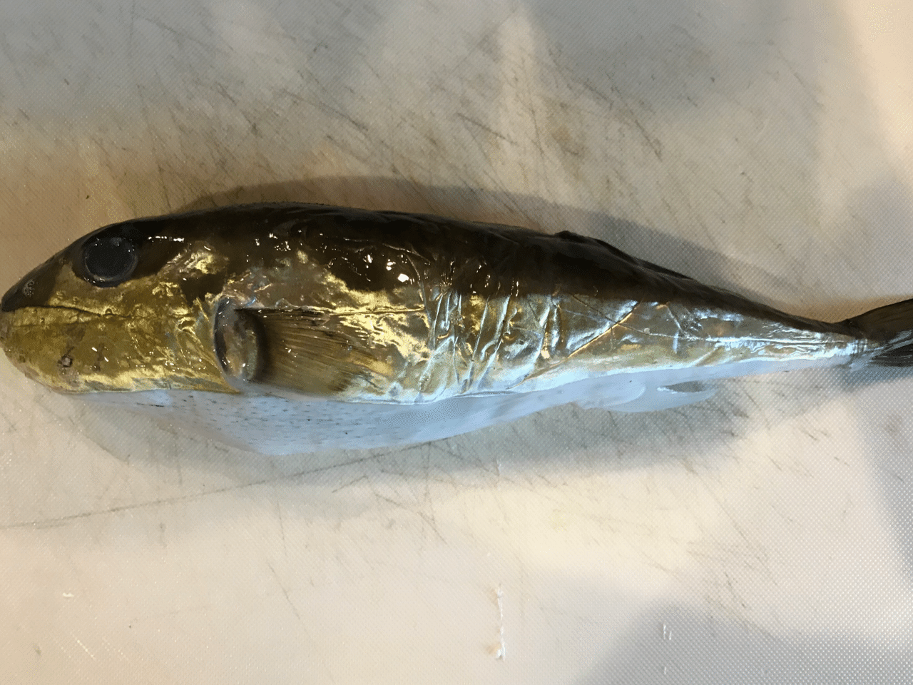 フグの刺身 釣り 山阿呆の大学生 Note