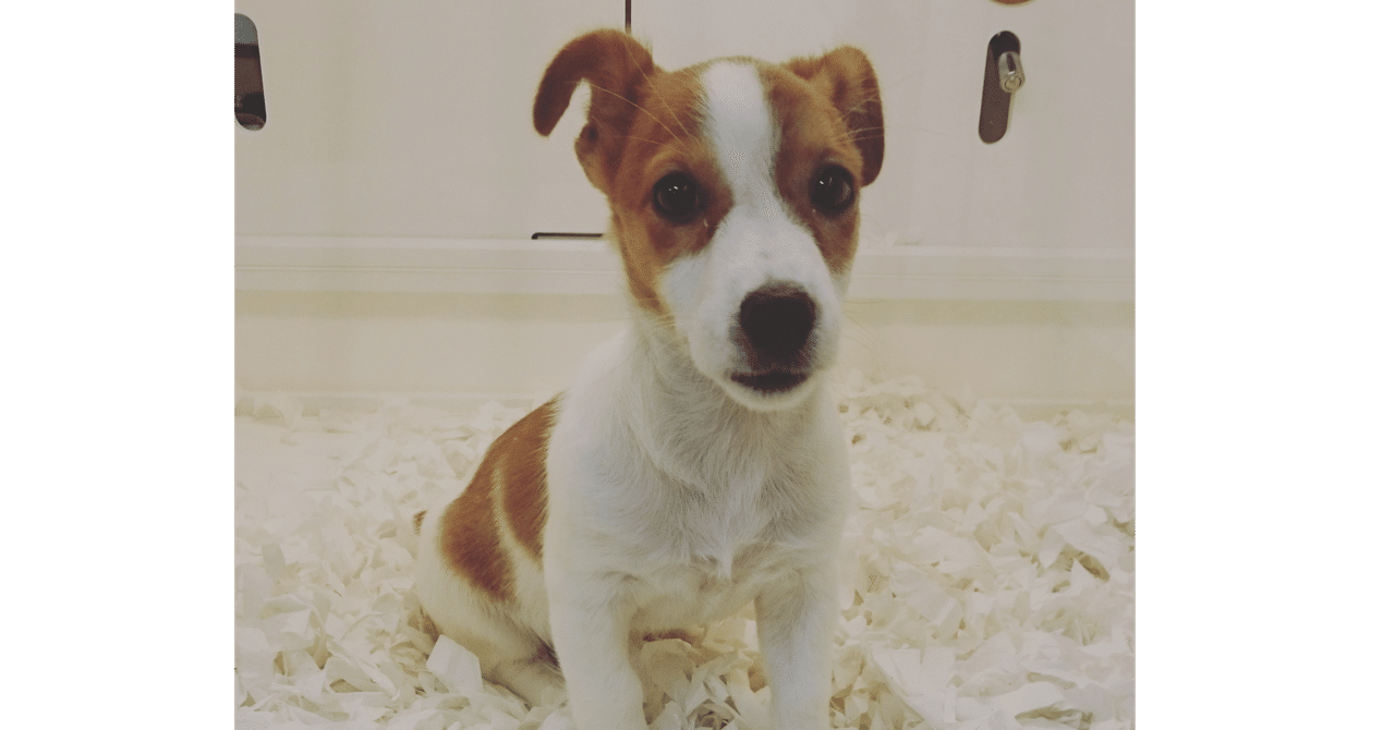 ジャックラッセルテリアという犬 新名徹郎 吉本新喜劇 にいなチャンネル Note ジャックラッセルテリアという犬 新名徹郎 吉本新喜劇 にいなチャンネル Note