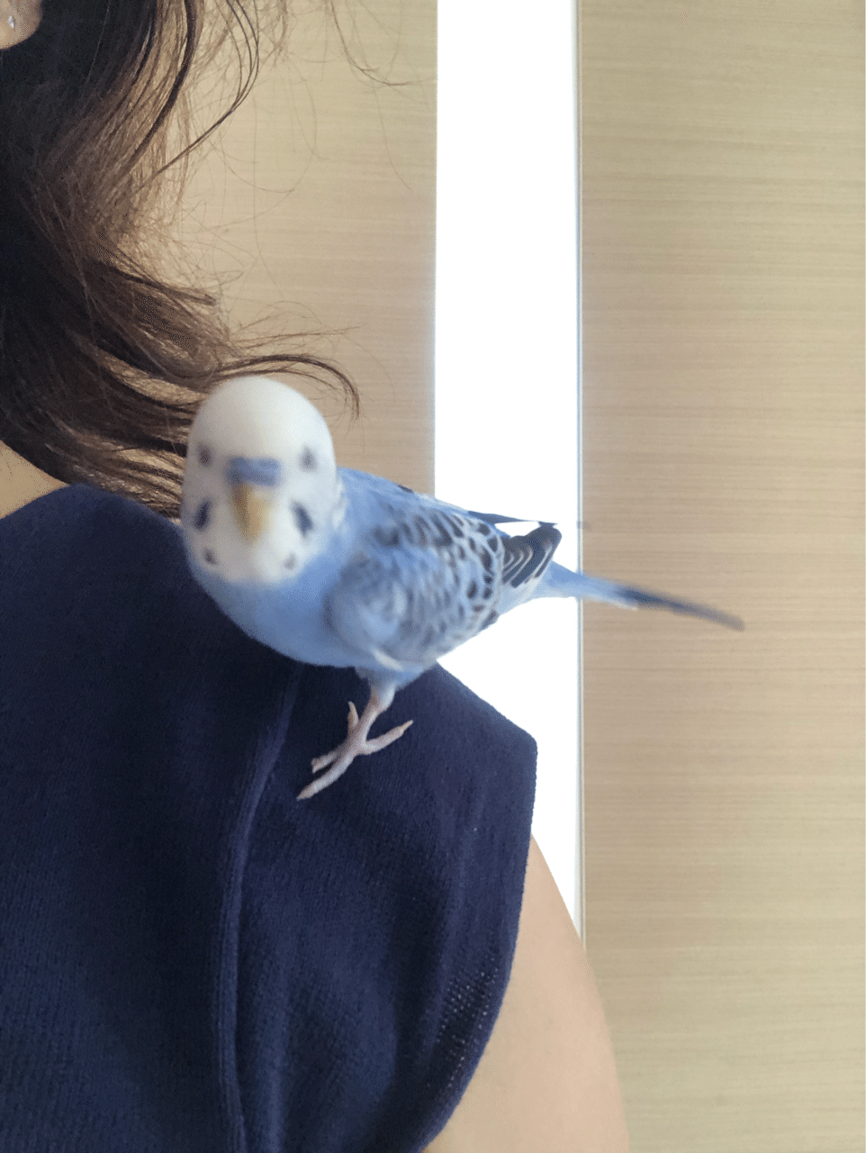インコ ゆか Note