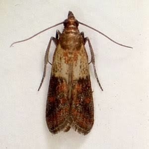 米びつの虫 対処法 コウレン Note