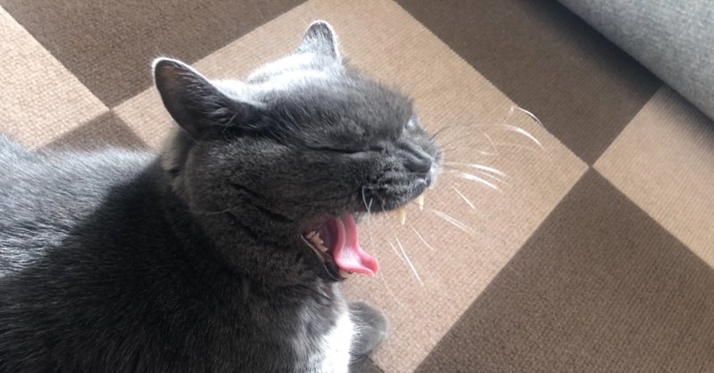 晴れた日の午後に眠そうな猫の横に寝そべる のぶたん Note 晴れた日の午後に眠そうな猫の横に寝そべる のぶたん Note