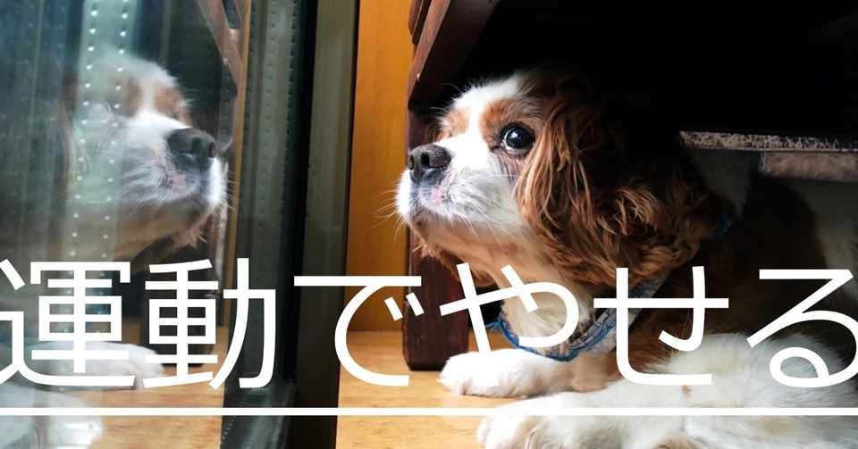 運動で痩せる方法 水泳 自転車 ランニング 筋トレ比較 N 1 八田益之 Note