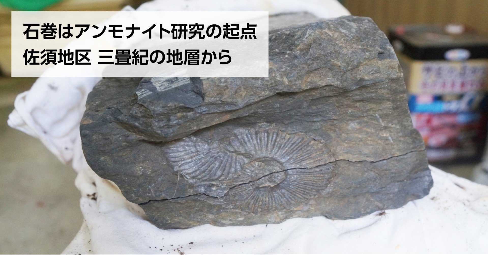 今も眠る古代の記憶 渡波の須田さん化石発見 中生代のロマン求め 石巻days 未来都市の生き方 Note 今も眠る古代の記憶 渡波の須田さん化石発見 中生代のロマン求め 石巻days 未来都市の生き方 Note