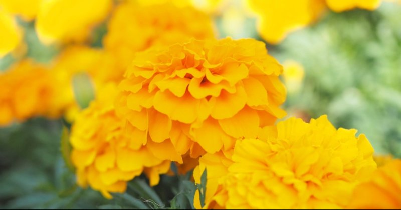 全てを抱きしめる 花束みたいなラブソング おりょう Note