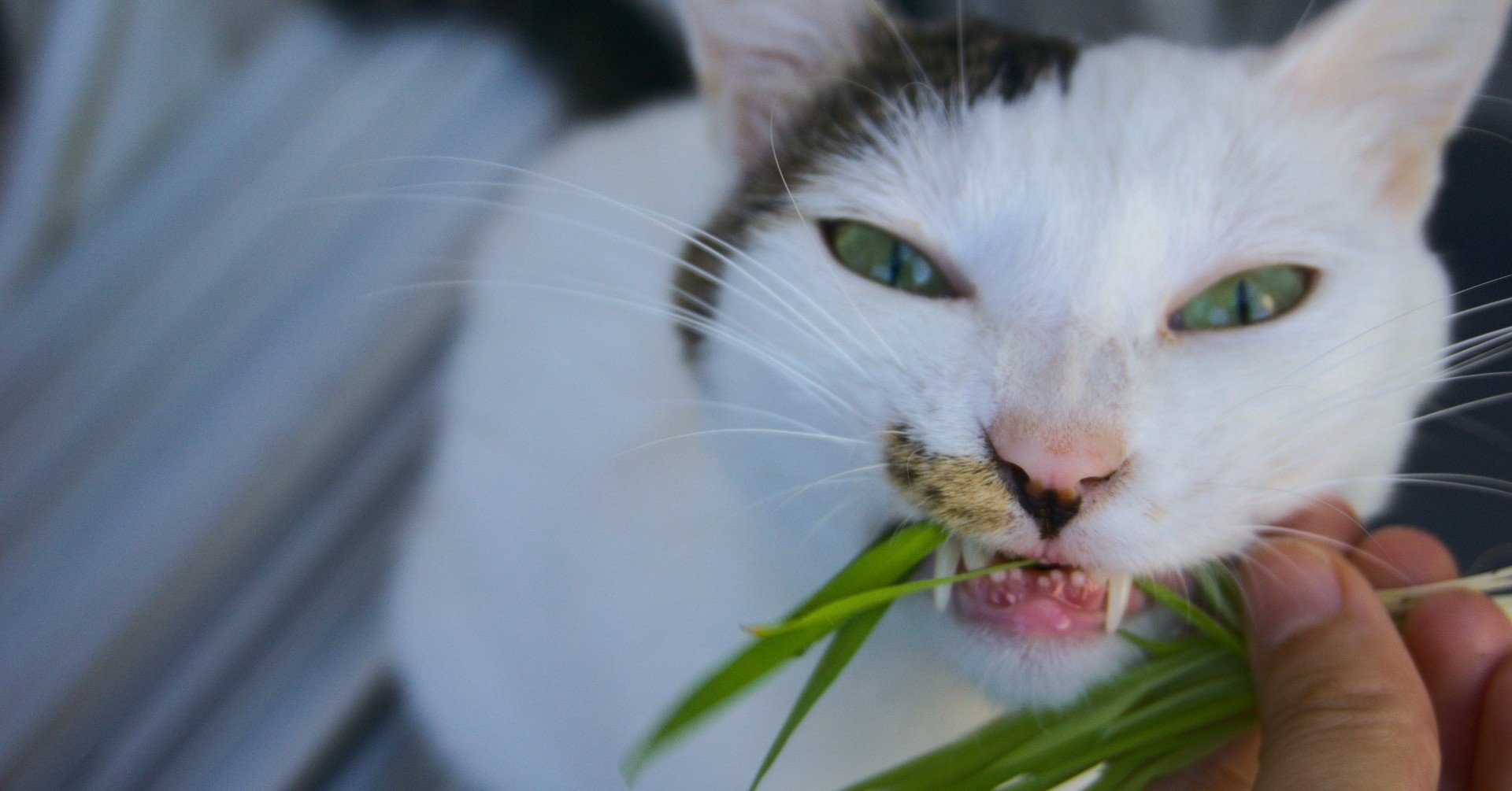 うちのネコが迷子になりまして 10 捕獲器を用意する 柴田愛里沙 北海道の食べ物と暮らし たまに猫 Note うちのネコが迷子になりまして 10 捕獲器を用意する 柴田愛里沙 北海道の食べ物と暮らし たまに猫 Note