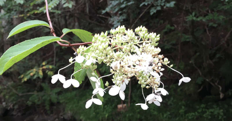 糊空木 ノリウツギ こん Note