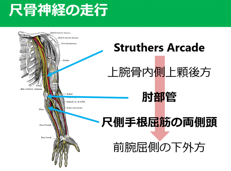 尺骨神経絞扼の臨床症状 評価 介入 Y K Note 尺骨神経絞扼の臨床症状 評価 介入 Y K Note