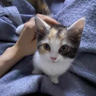 猫風邪の薬を飲み続けた1週間 再診へ 猫の主の呟き Note