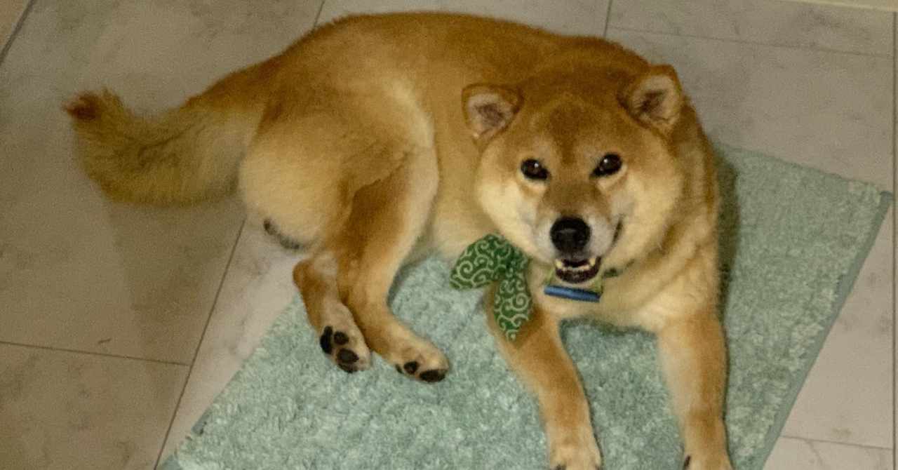 室内飼い の新着タグ記事一覧 Note つくる つながる とどける