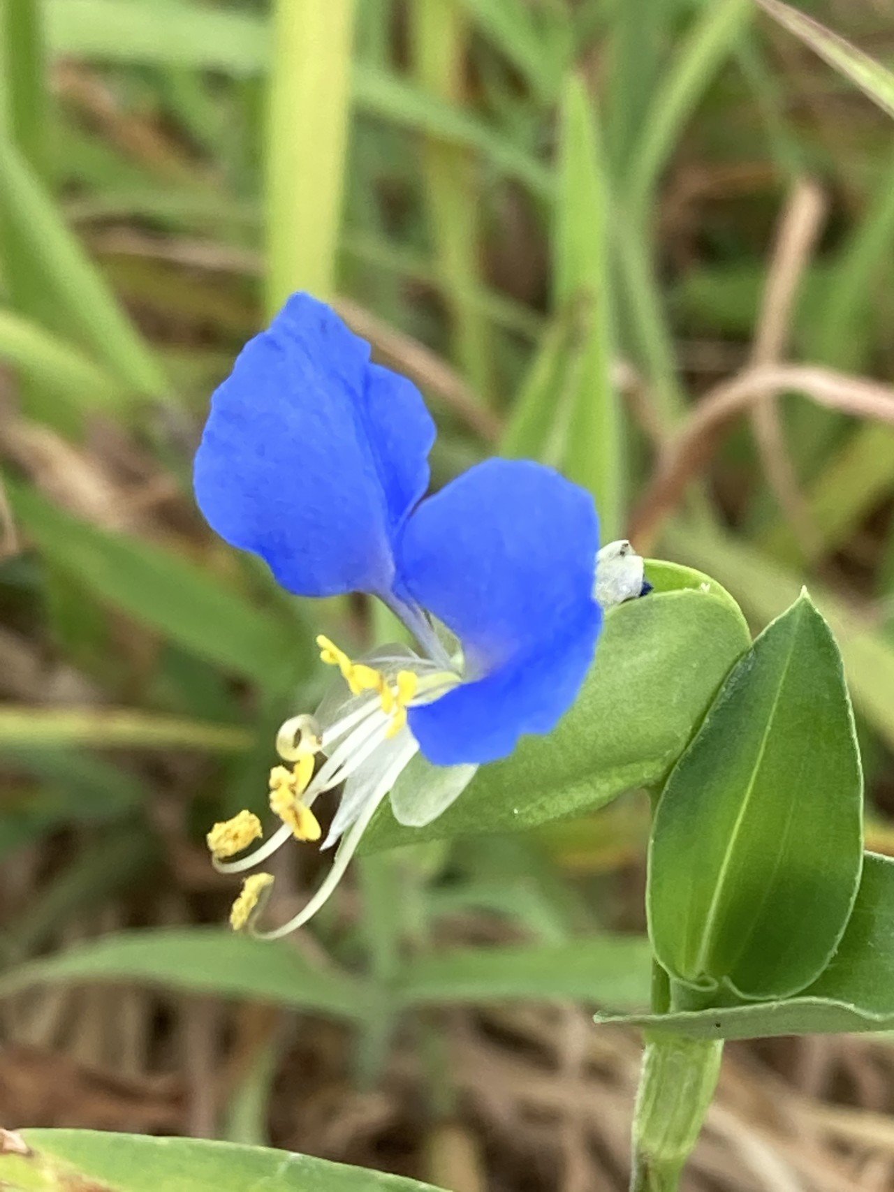 なつかしい関係 という花言葉のツユクサ わたしにとっては小学生の頃 いっぱい遊んだなつかしい花 薄い青の汁を飽きずに作った ことほ Note