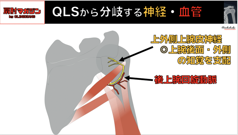 Qls そして上外側上腕皮神経 志水 康太 Note