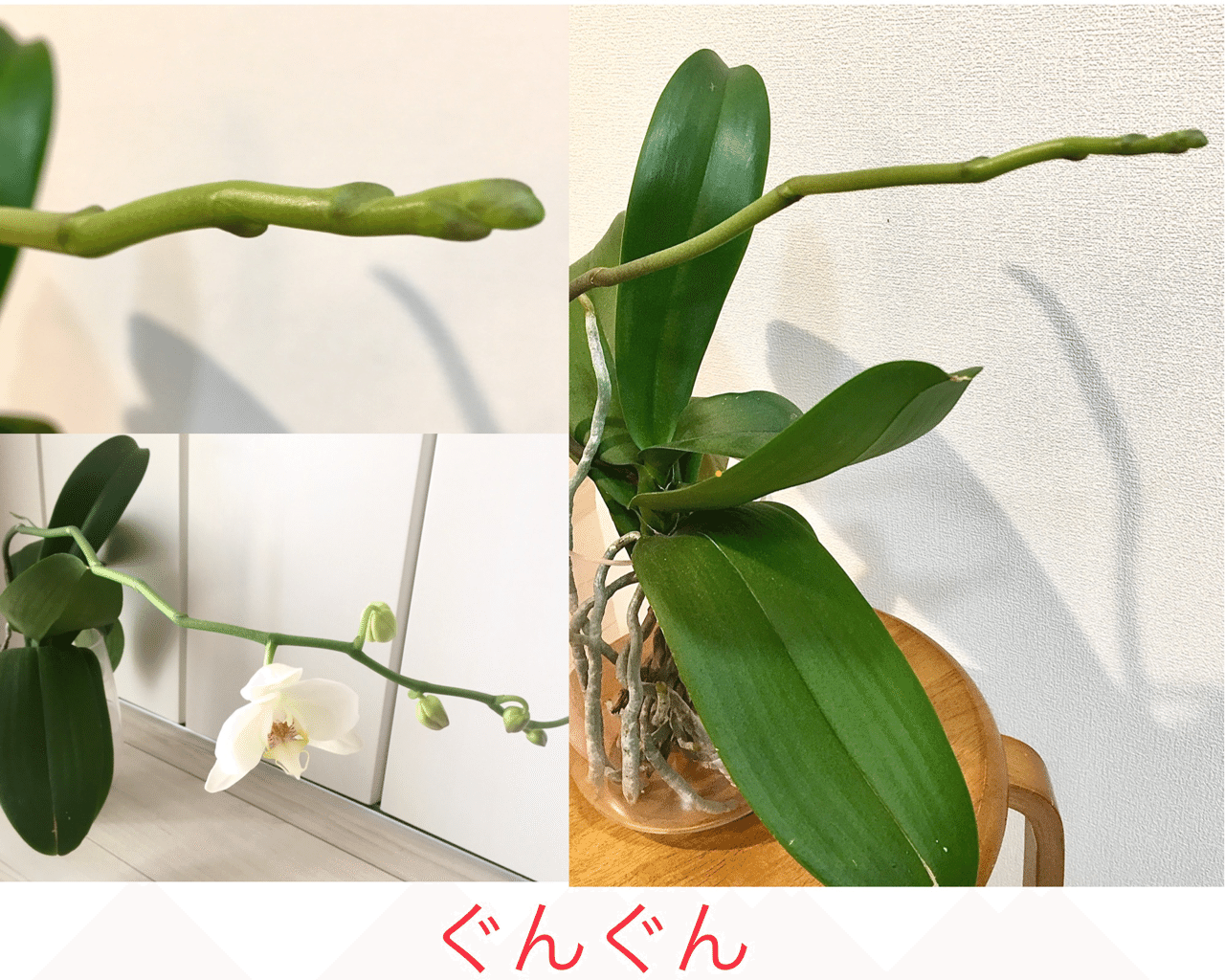水耕栽培が軌道に乗り 毎日見つめて思う 植物の動き 胡蝶蘭その7 らく Note 水耕栽培が軌道に乗り 毎日見つめて思う 植物の動き 胡蝶蘭その7 らく Note