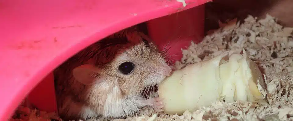 オブトアレチネズミ トウモロコシ 川中豪 Note