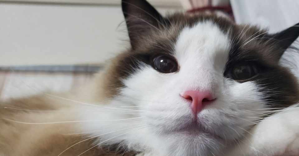 盆前の虫の知らせと祖父の言葉と猫のこと 珊瑚 Note