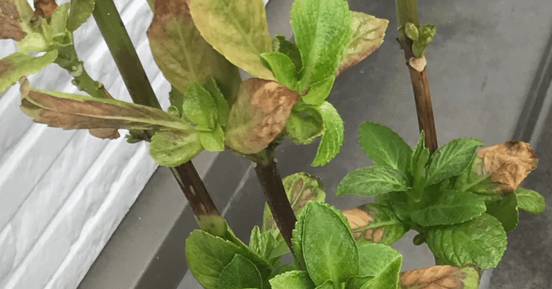 アジサイの観察 茶色くなった茎 隣人 Note アジサイの観察 茶色くなった茎 隣人 Note