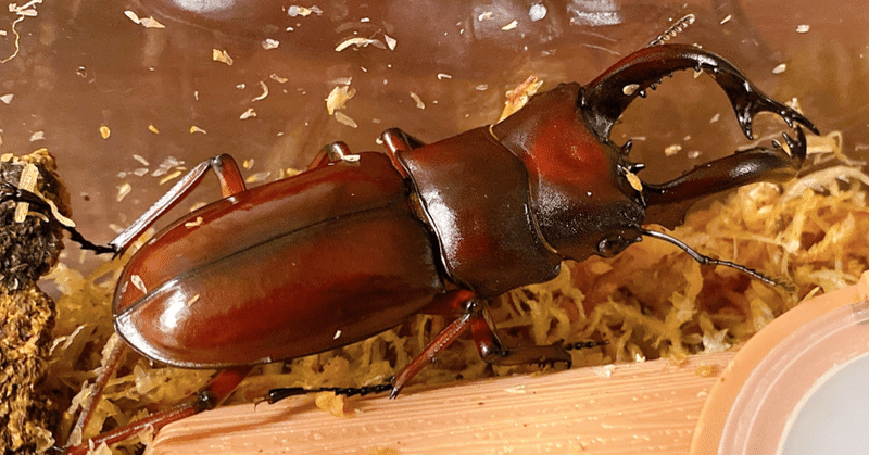 産卵セット フォルスターニシ けいのすけ Note