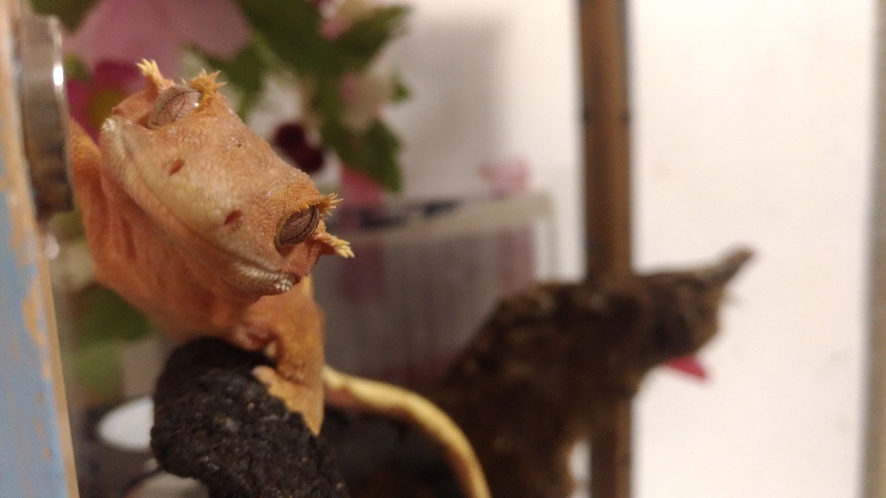 ペット】龍匠さんのオーダーケージが届きました【爬虫類】｜すーちゃん