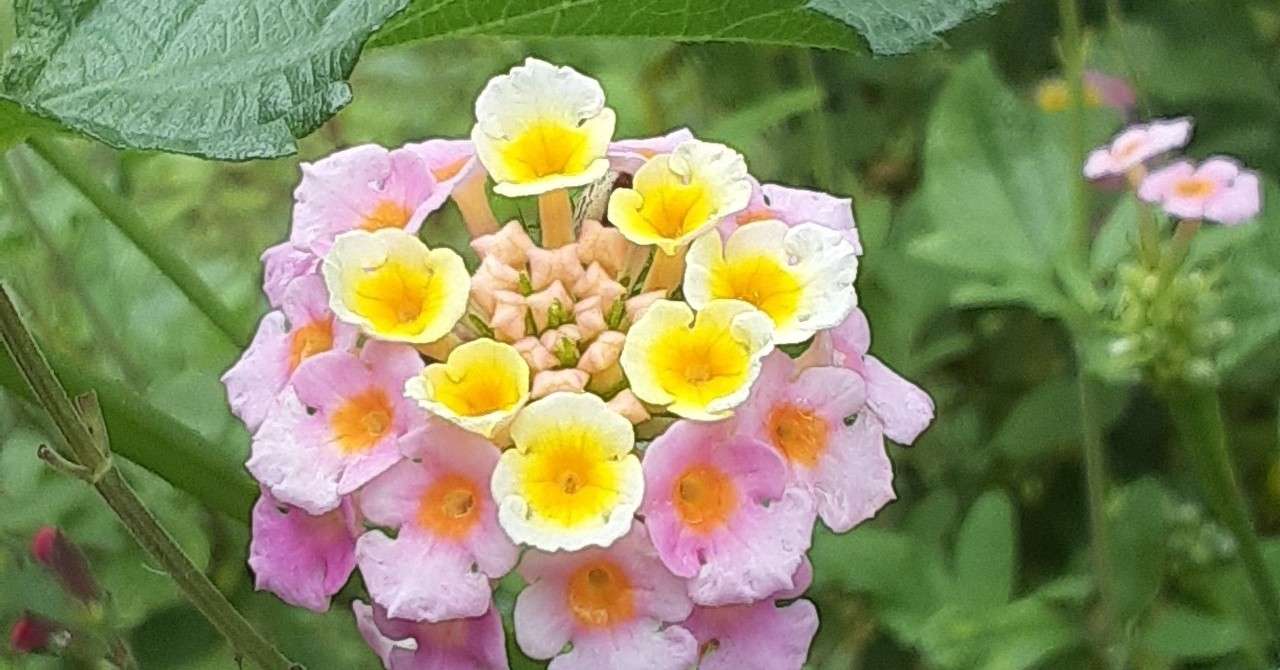 50 9 月7 日誕生花 Hd壁紙画像qhd 50 9 月7 日誕生花 Hd壁紙画像qhd