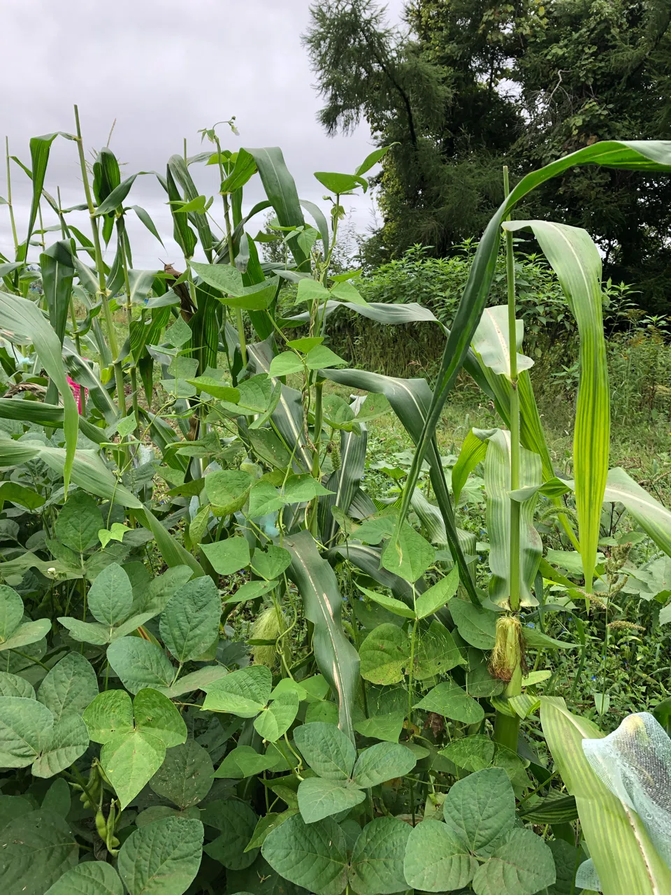 9 5 農場記録 白オクラ楊貴妃の花はとてもかわいい 枝豆がまだまだ採れる 永井冬星 Note
