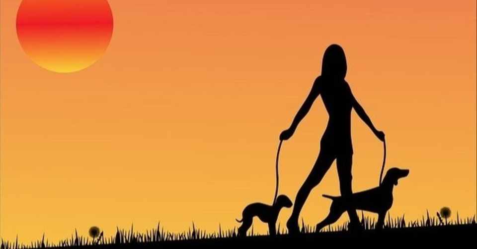犬のとって散歩はやはり必要なものだった ペンブローク亮 Note