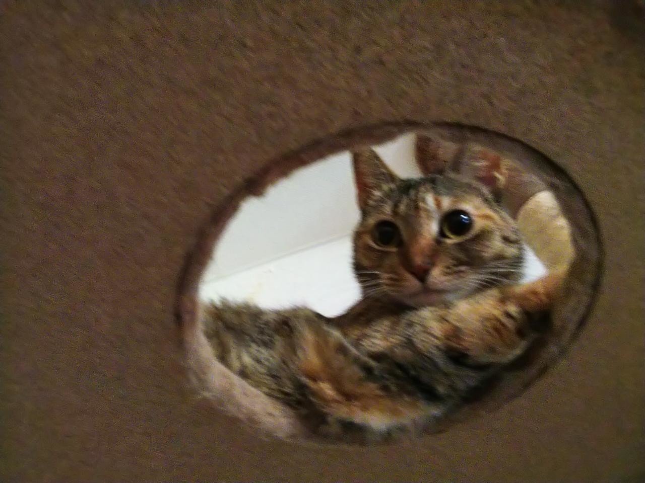 むぎわら猫 猫愛すクリーム Note