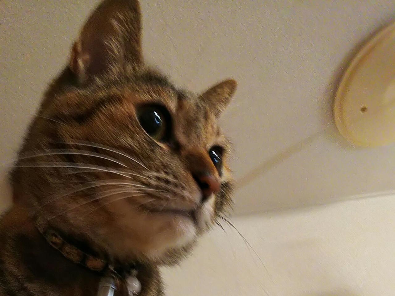 むぎわら猫 猫愛すクリーム Note