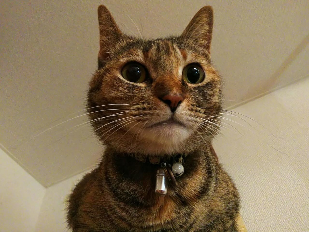 むぎわら猫 猫愛すクリーム Note