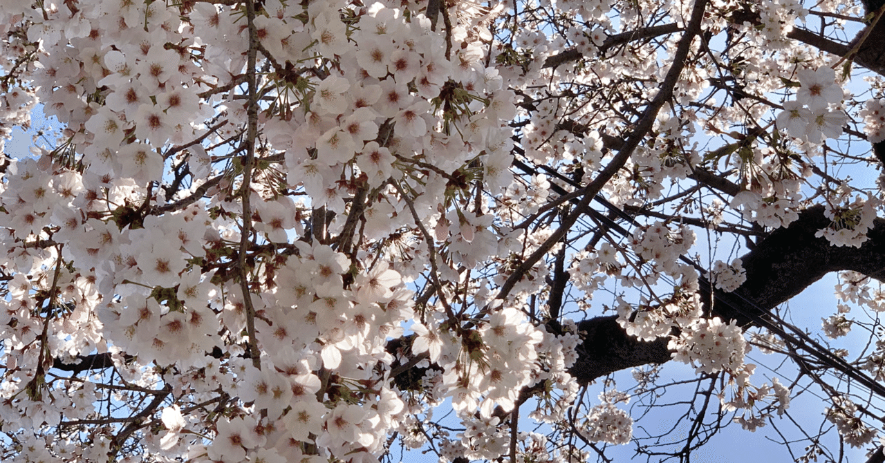 桜吹雪 の新着タグ記事一覧 Note つくる つながる とどける