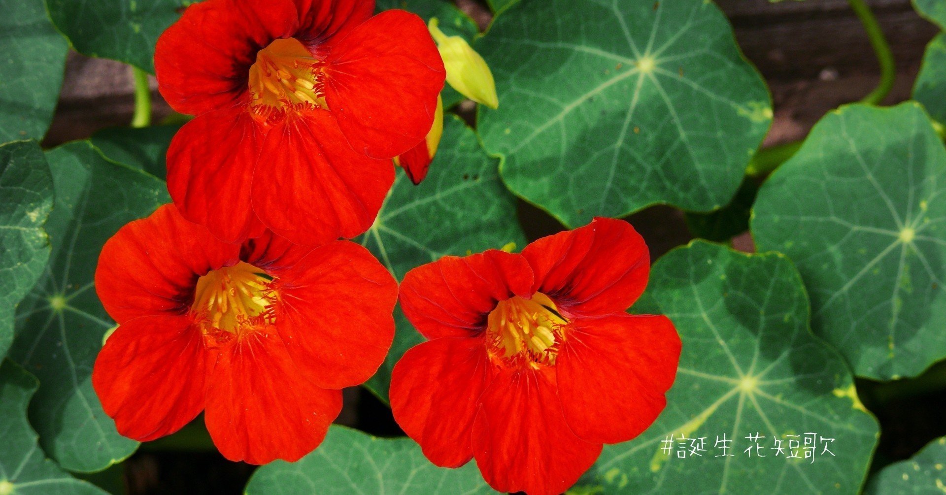 9月6日 誕生花は金蓮花 誕生花短歌 御子柴 流歌 Note 9月6日 誕生花は金蓮花 誕生花短歌 御子柴 流歌 Note