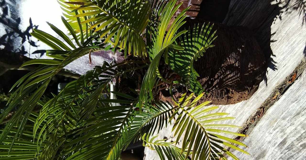 素敵な日本語で言葉遊び の新着タグ記事一覧 Note つくる つながる とどける