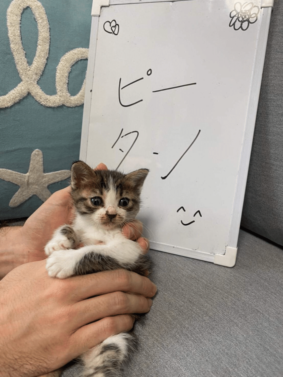 保護猫ちゃんฅ ฅ りりか Note 保護猫ちゃんฅ ฅ りりか Note