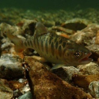 遊漁券無料 京都 大津から40分 天然イワナとアマゴが釣れる場所をピンポイントでご紹介 釣れないニートの渓流釣りとほほ録 Note