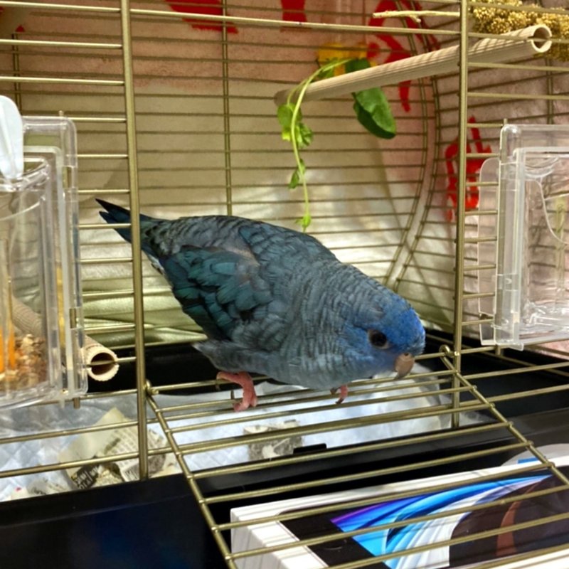 アイシアイサレ ふんわり Note