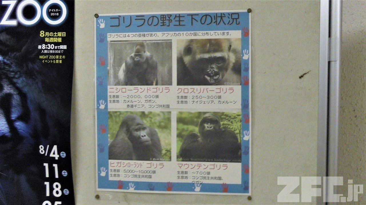 今日の動画】ニシゴリラ の『小（ショウ）』｜snow | ZFC.jp