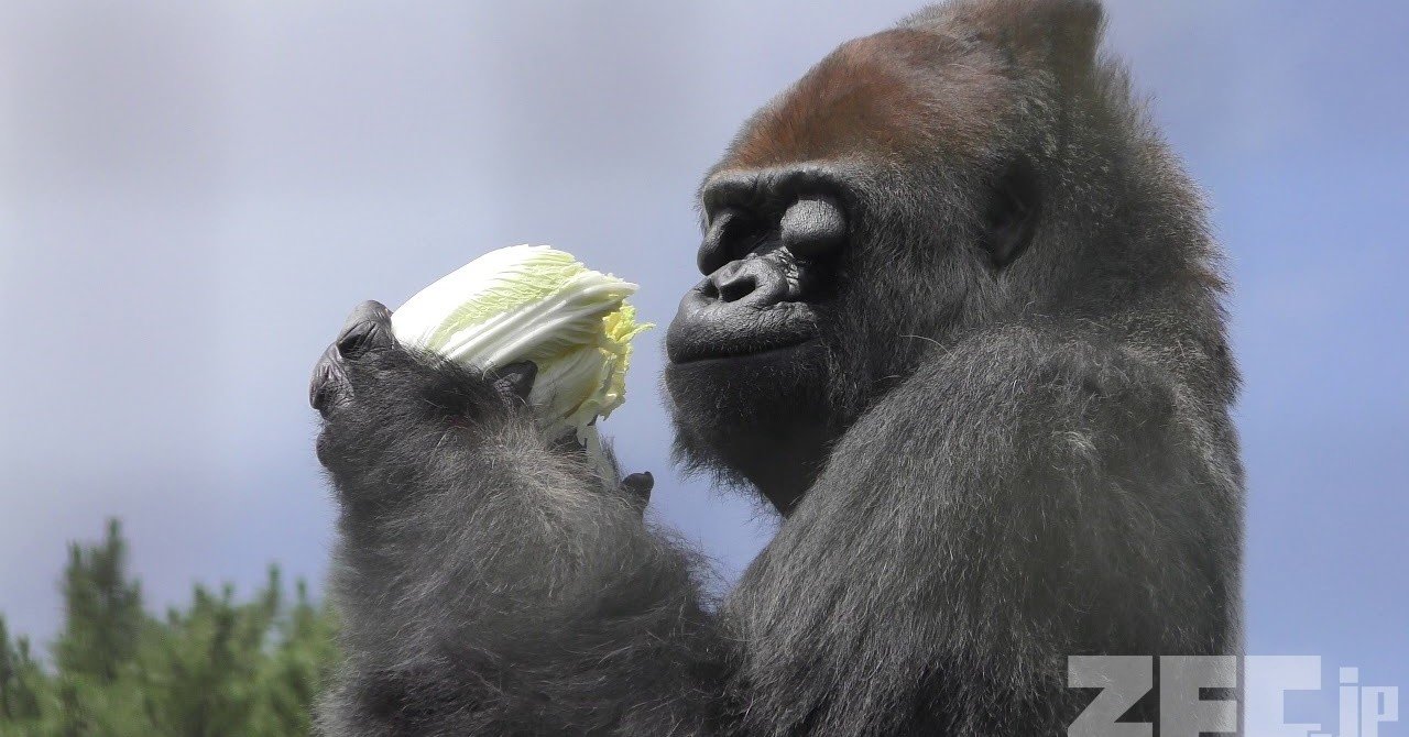 ゴリラGOページ 今日の動画】ニシゴリラ の『小（ショウ）』｜snow | ZFC.jp