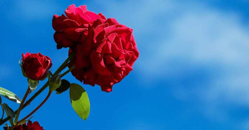 希少ダマスクローズ精油 ごとうゆみ Note