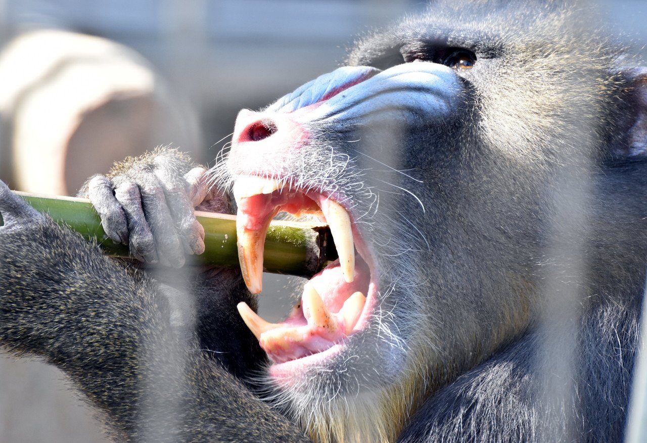 マンドリル 霊長目オナガザル科 Hirahiranote Note