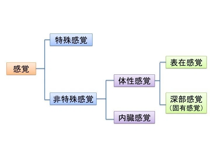 足底の感覚器|白須達也(Tatsuya Shirasu) 理学療法士 × アスレティックトレーナー