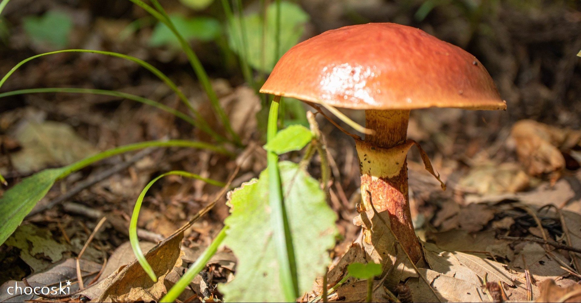 秋きのこの花形 ハナイグチ ちょこすき きのこ Note 秋きのこの花形 ハナイグチ ちょこすき きのこ Note