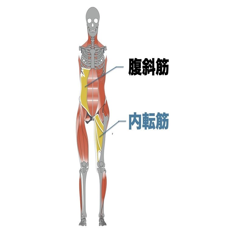 筋連結を意識したストレッチ トレーニング 平 純一朗 理学療法士 アスレティックトレーナーnote Note