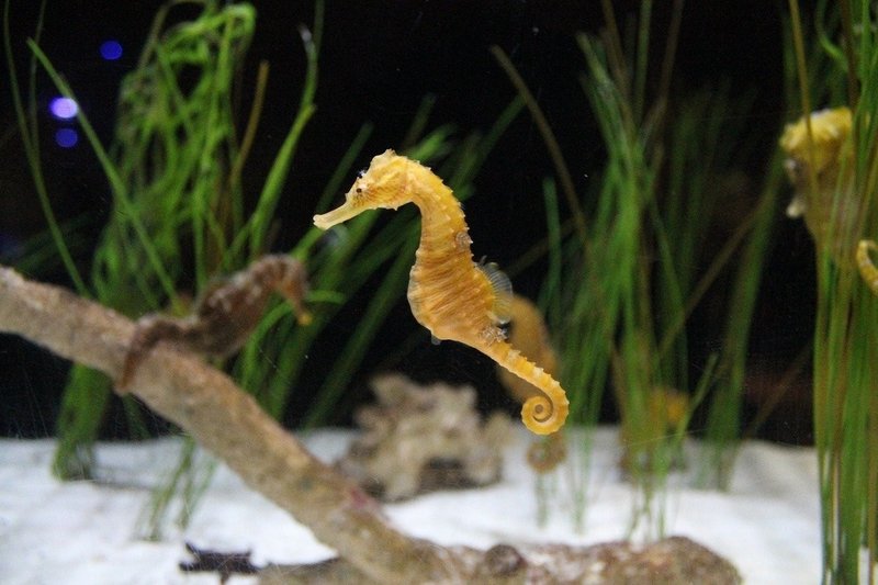 あつ森から学ぶ生物の話 タツノオトシゴって一体なんだ とっても縁起が良いらしい 緑木リョク Note