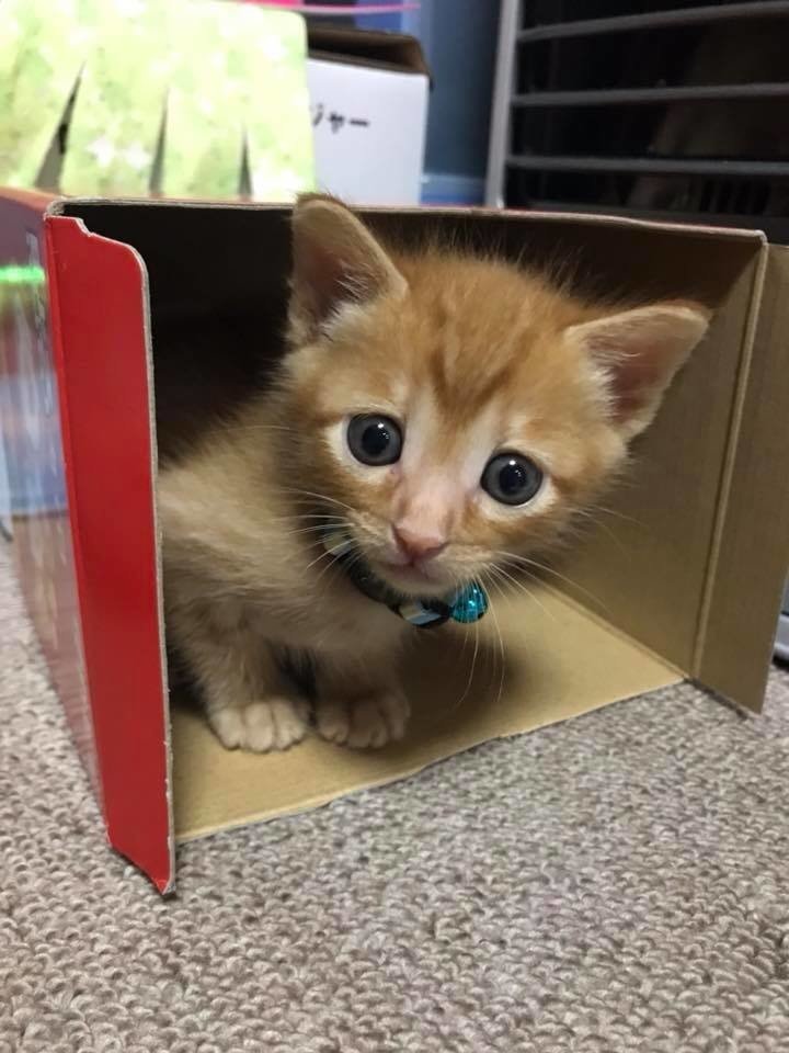 保護犬パーク長居店 大阪にある 動物愛護団体のご紹介 鶏焼ジョー Note