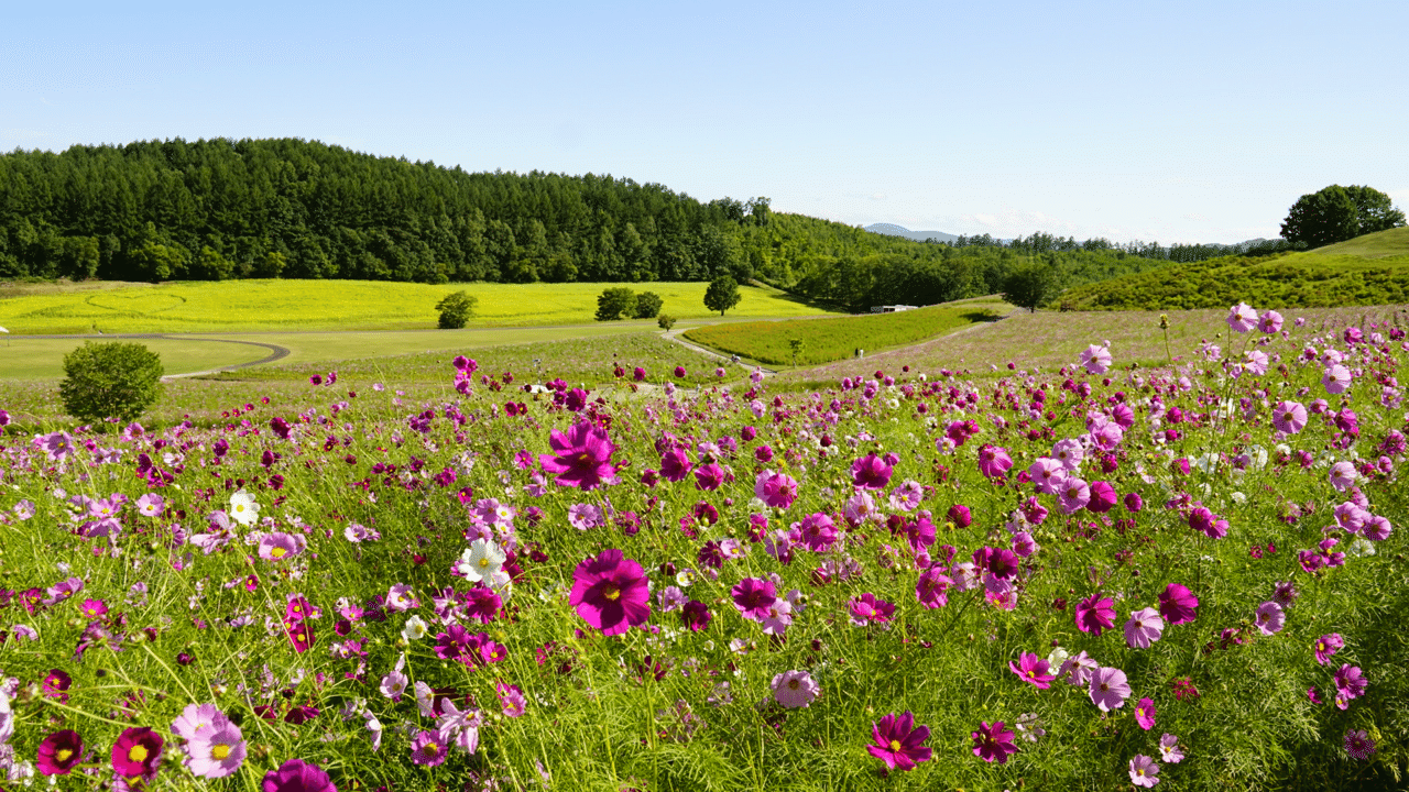 コスモスづくしを満喫できる 日本最大級のコスモス園 太陽の丘えんがる公園 鶴雅リゾートデジタルコンシェルジュ Note