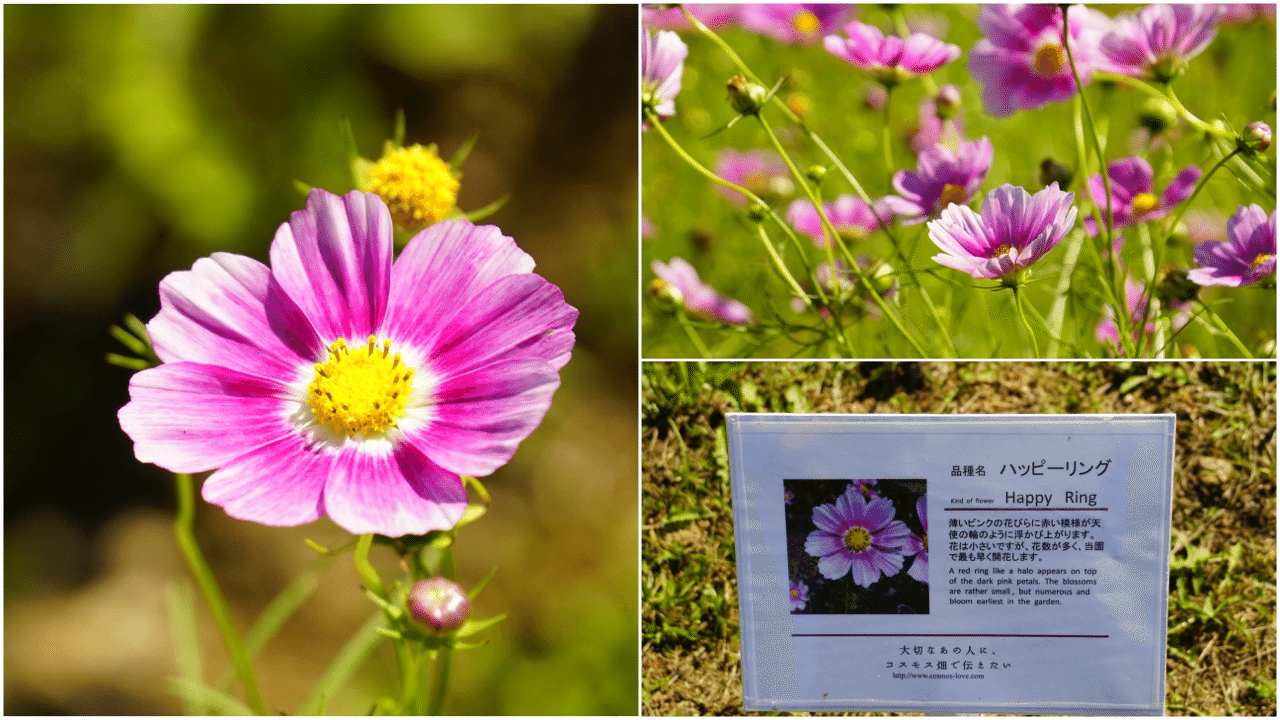 コスモスづくしを満喫できる 日本最大級のコスモス園 太陽の丘えんがる公園 鶴雅リゾートデジタルコンシェルジュ Note