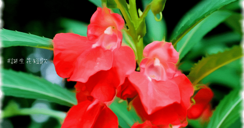 9月8日 誕生花は鳳仙花 誕生花短歌 御子柴 流歌 Note