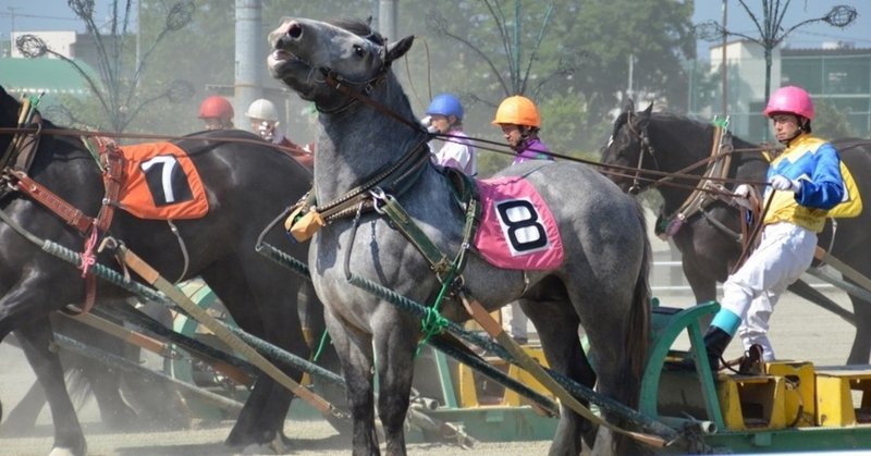 ばんえい 競馬 予想 ばんえい競馬の予想のコツは 的中率を上げる5つのポイント ばんえい 競馬 予想 ばんえい競馬の予想のコツは 的中率を上げる5つのポイント