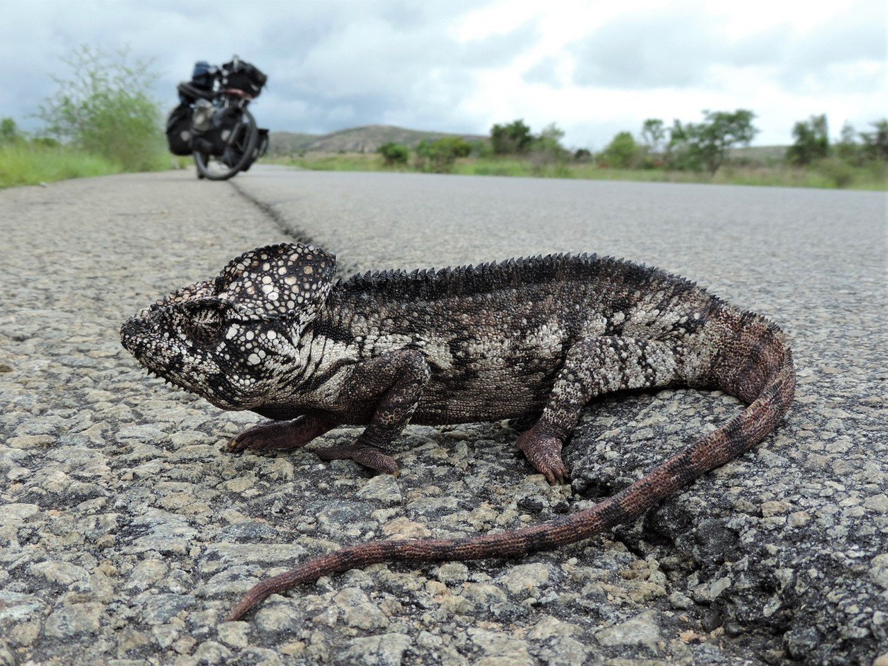 マダガスカルの奇妙な生物たち 浅地亮 Note